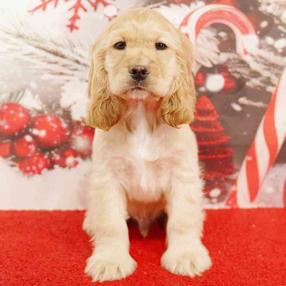 Image of a pet breed in the gallery