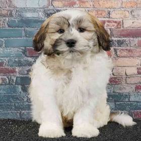 Teddy Bear