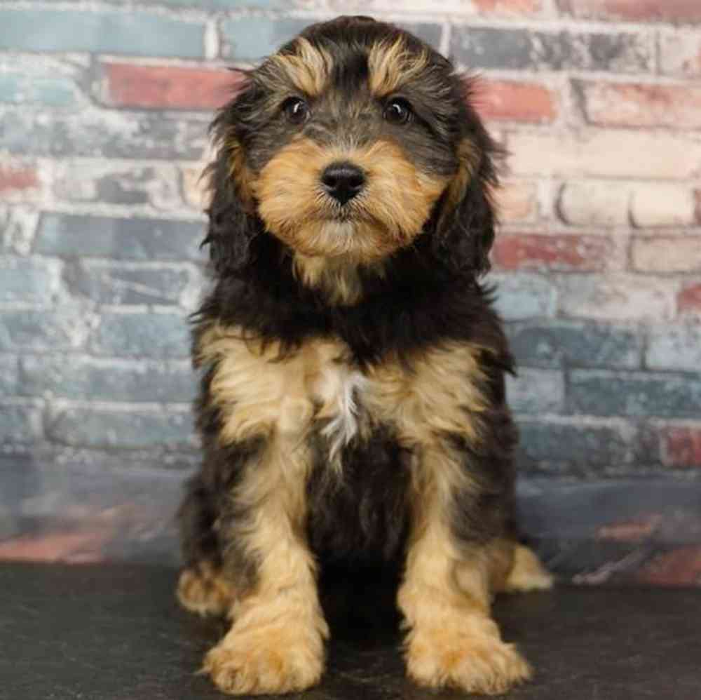 Image of a pet breed in the gallery