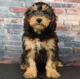 Cavapoo
