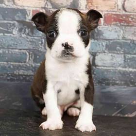 Boston Terrier