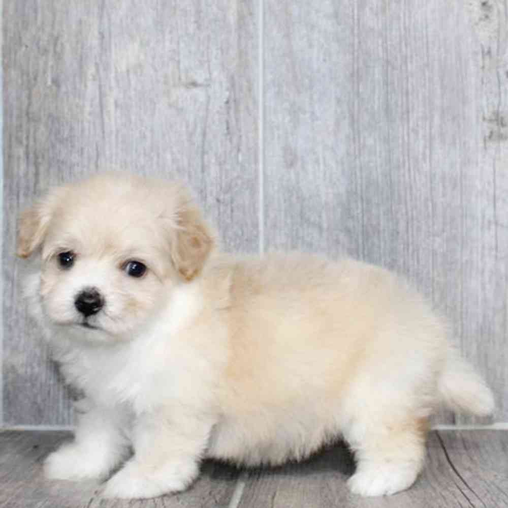 Image of a pet breed in the gallery