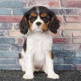 Cavalier King Charles Spaniel