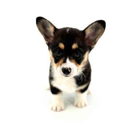 Pembroke Welsh Corgi