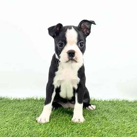Boston Terrier