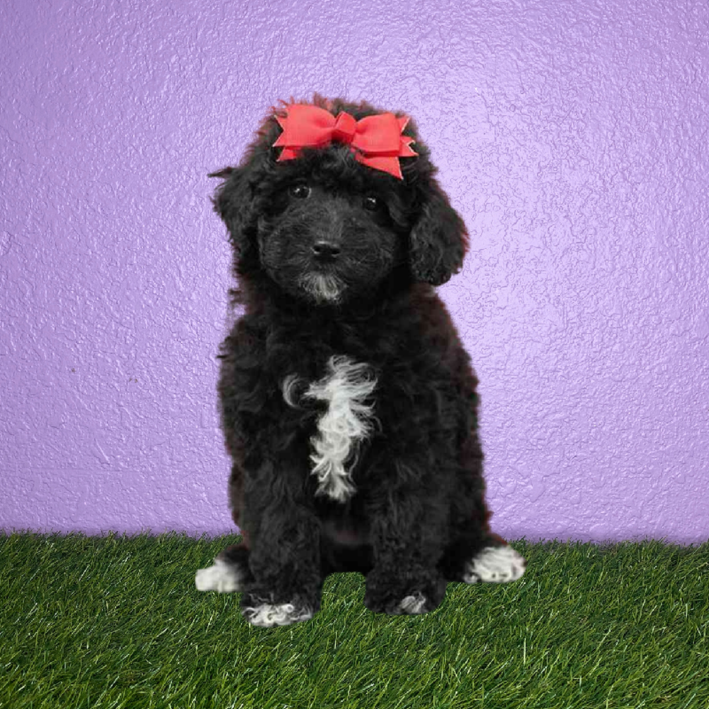 carousel pet images