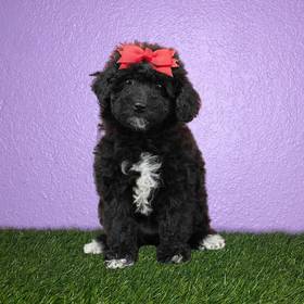 Poodle