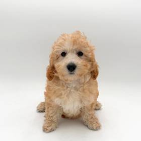 Cavapoo