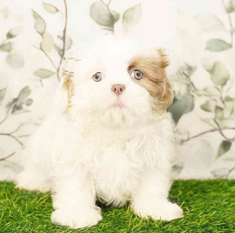 Image of a pet breed in the gallery