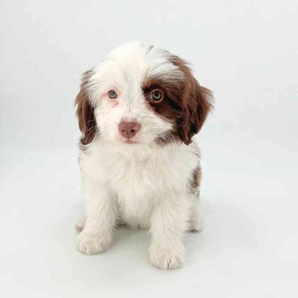 Image of a pet breed in the gallery