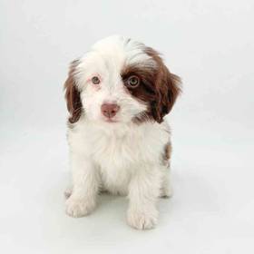 Mini Aussiedoodle