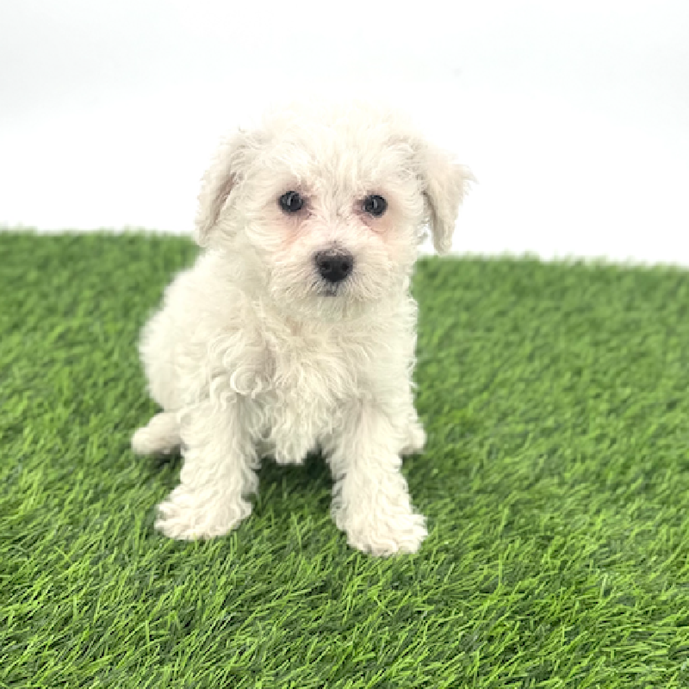 Image of a pet breed in the gallery