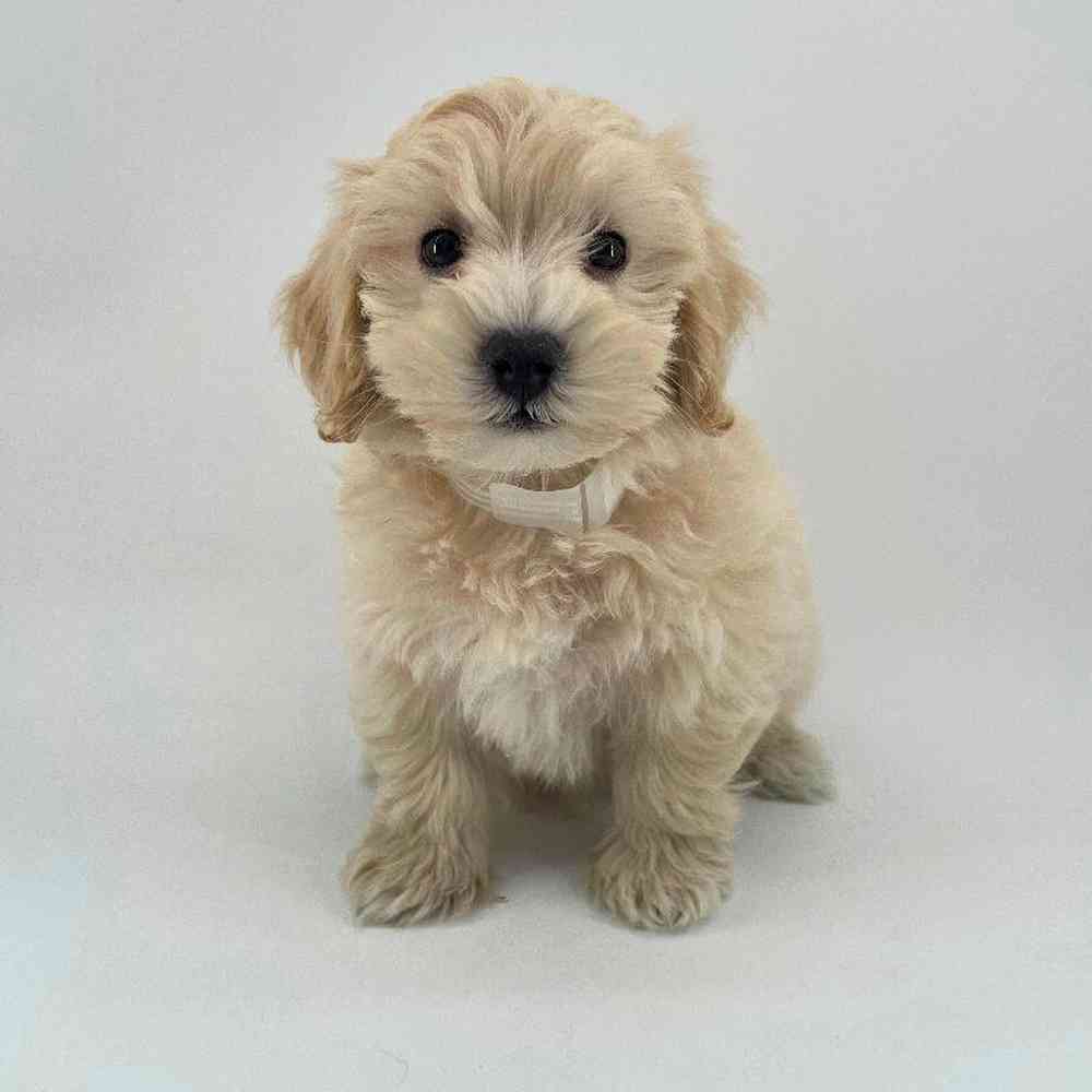Image of a pet breed in the gallery