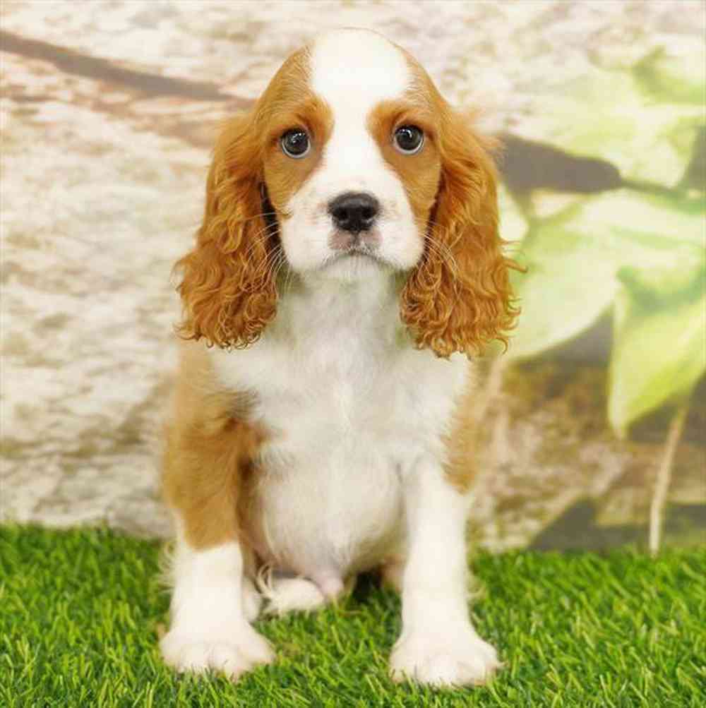 pet breed image