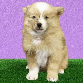 Pomsky