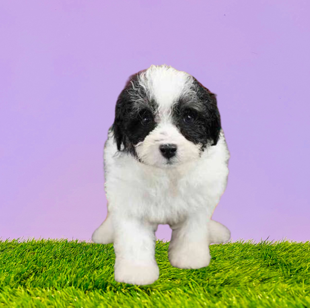 carousel pet images