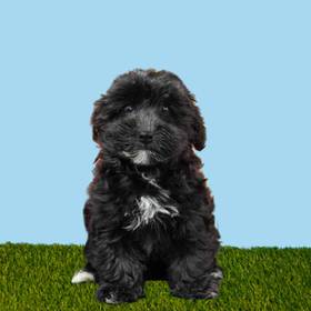 Yorkie-Poo