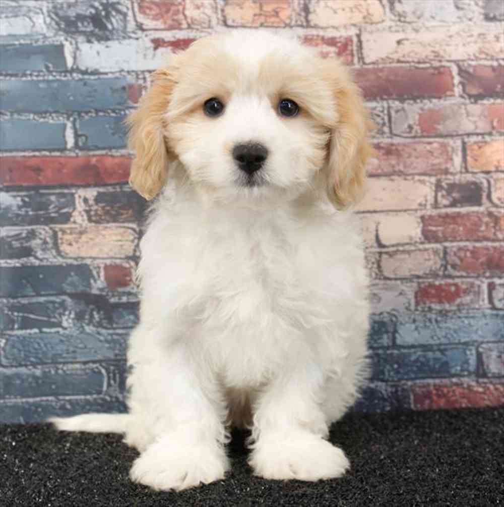 Image of a pet breed in the gallery