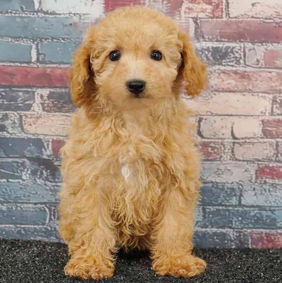 Bichapoo