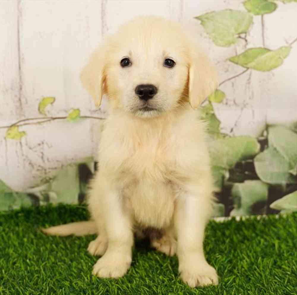 Image of a pet breed in the gallery