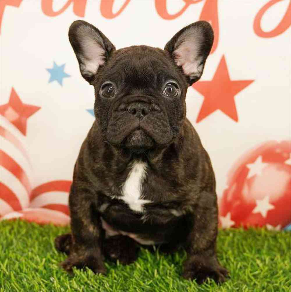 pet breed image