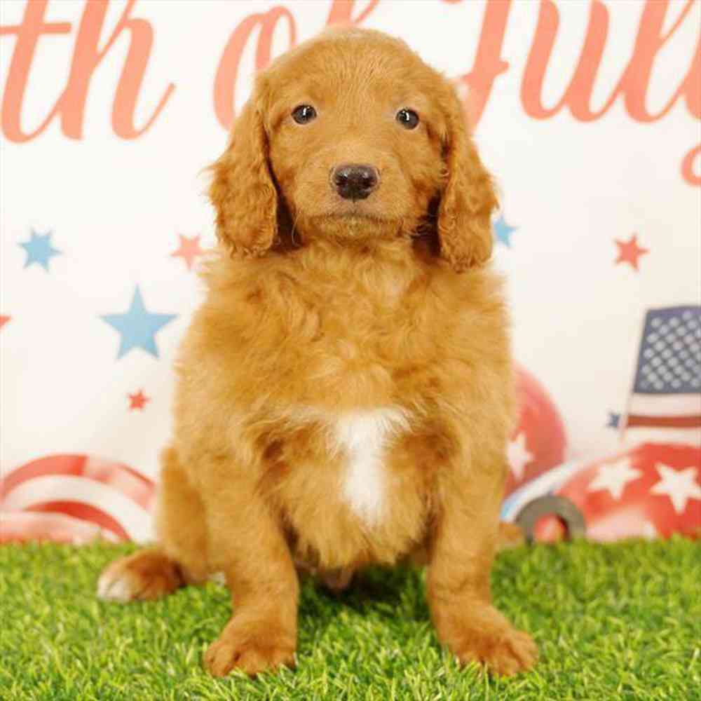 Image of a pet breed in the gallery
