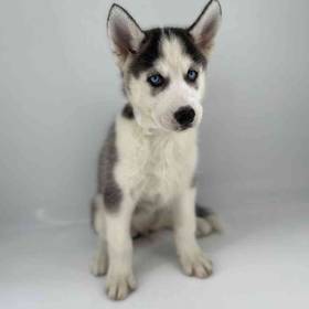 Siberian Husky