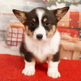 Pembroke Welsh Corgi