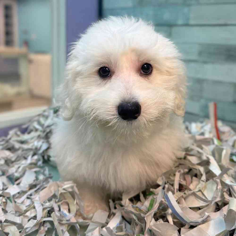 Image of a pet breed in the gallery