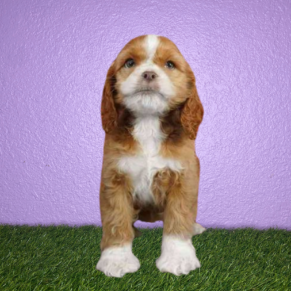 carousel pet images