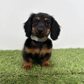Dachshund