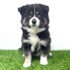 Pomsky
