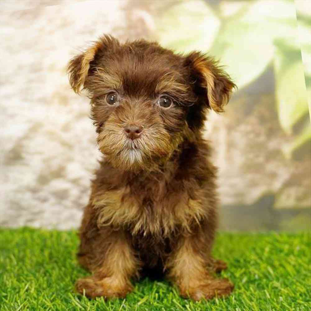 Image of a pet breed in the gallery
