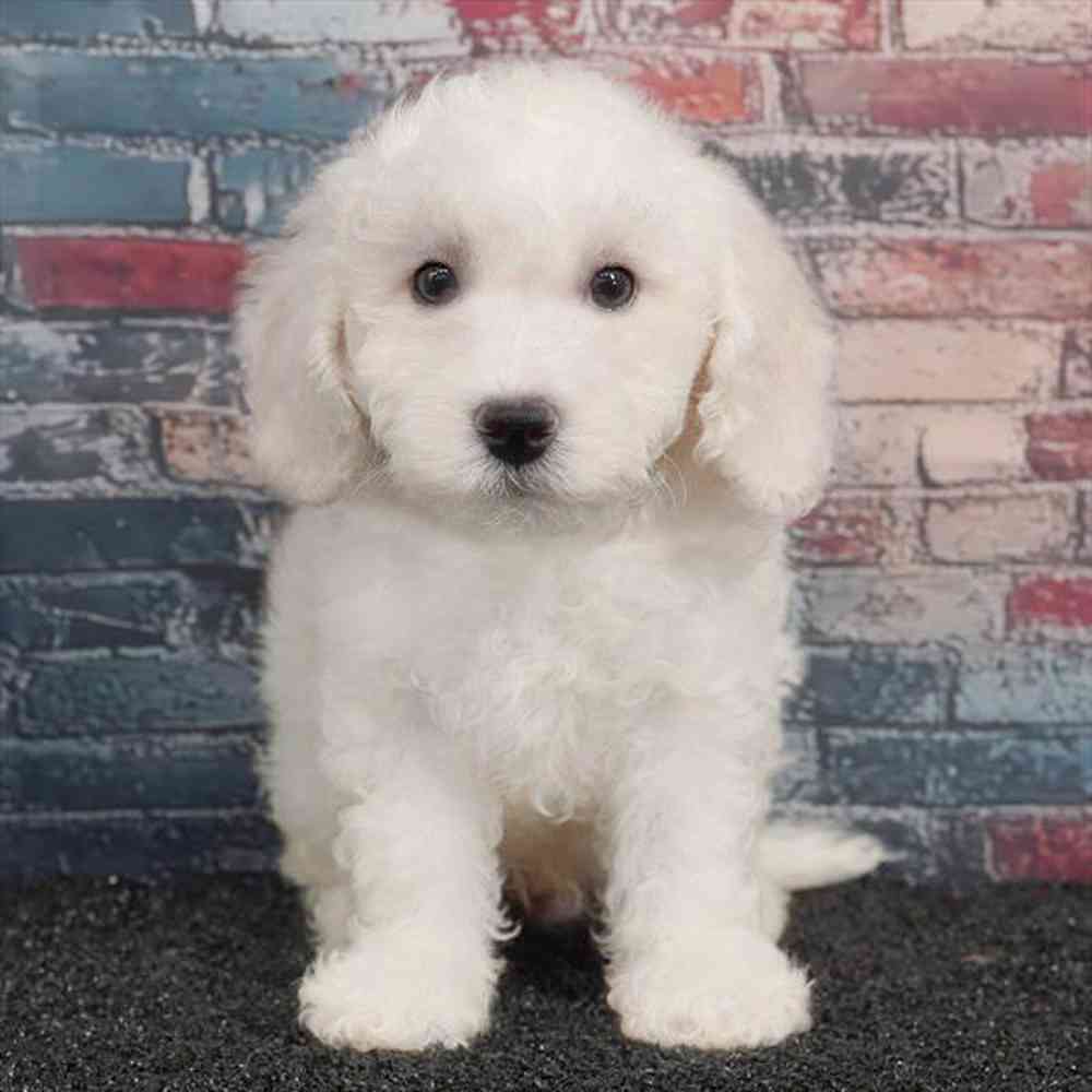 pet breed image