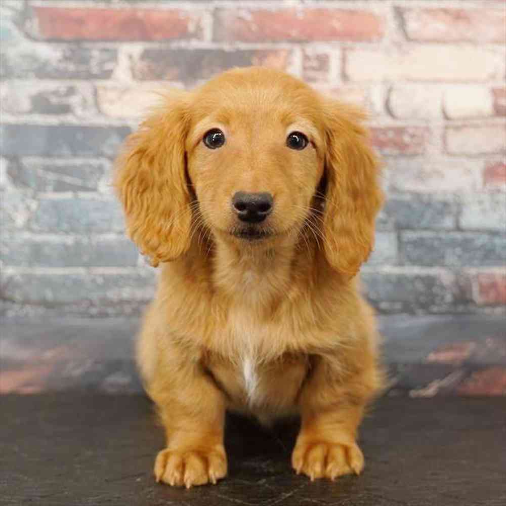 Image of a pet breed in the gallery