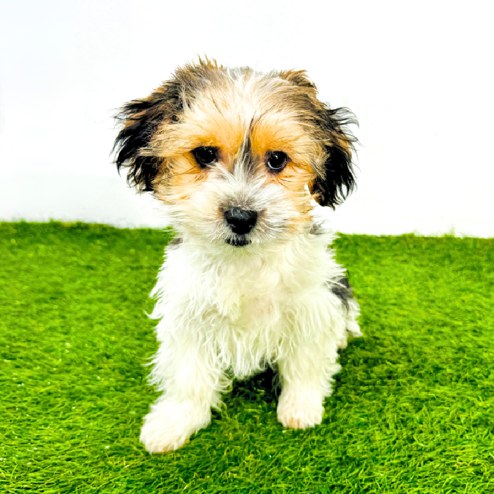 Image of a pet breed in the gallery