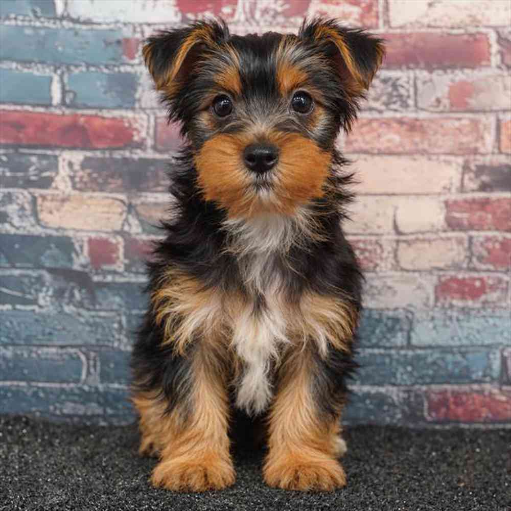 pet breed image