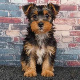 Yorkie