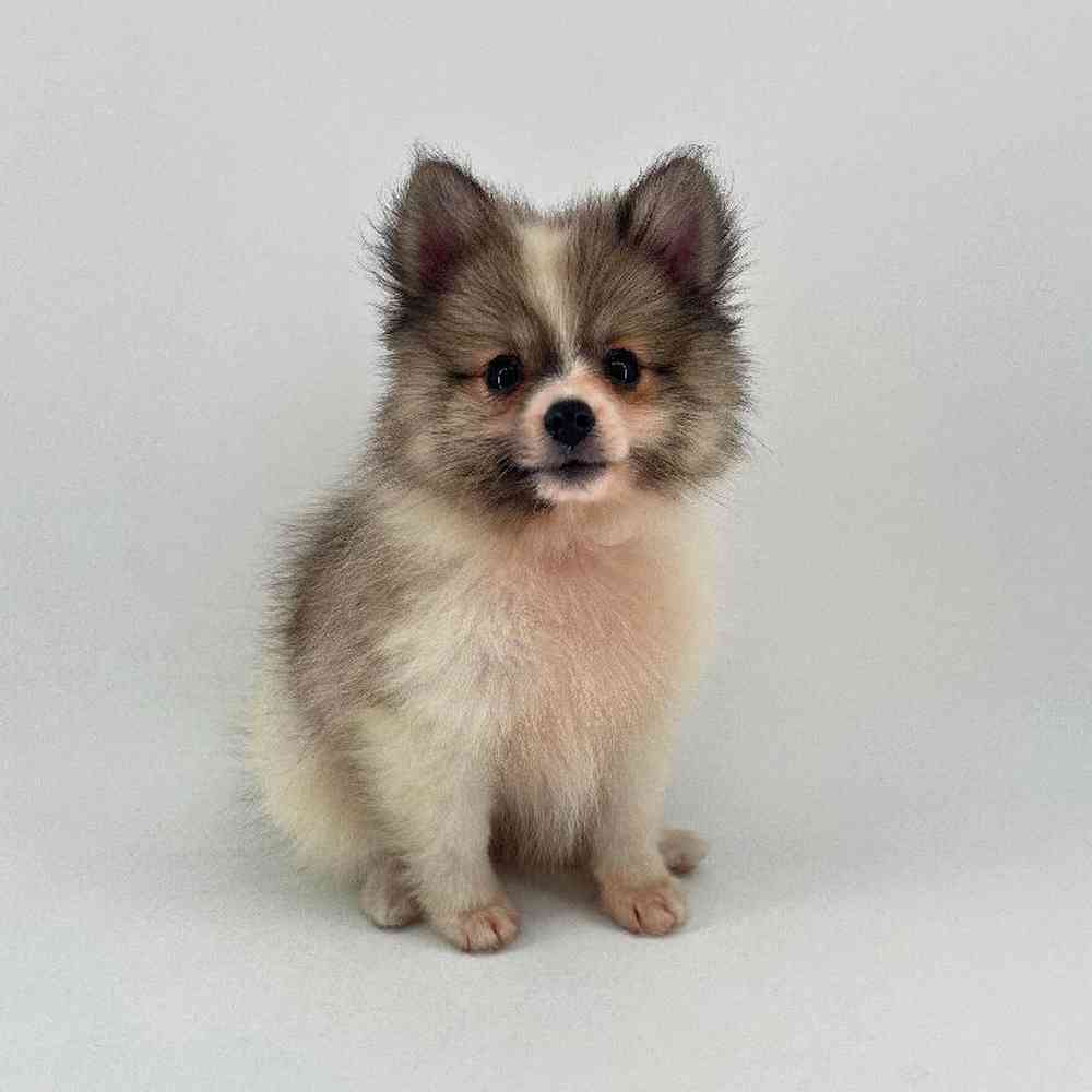 pet breed image