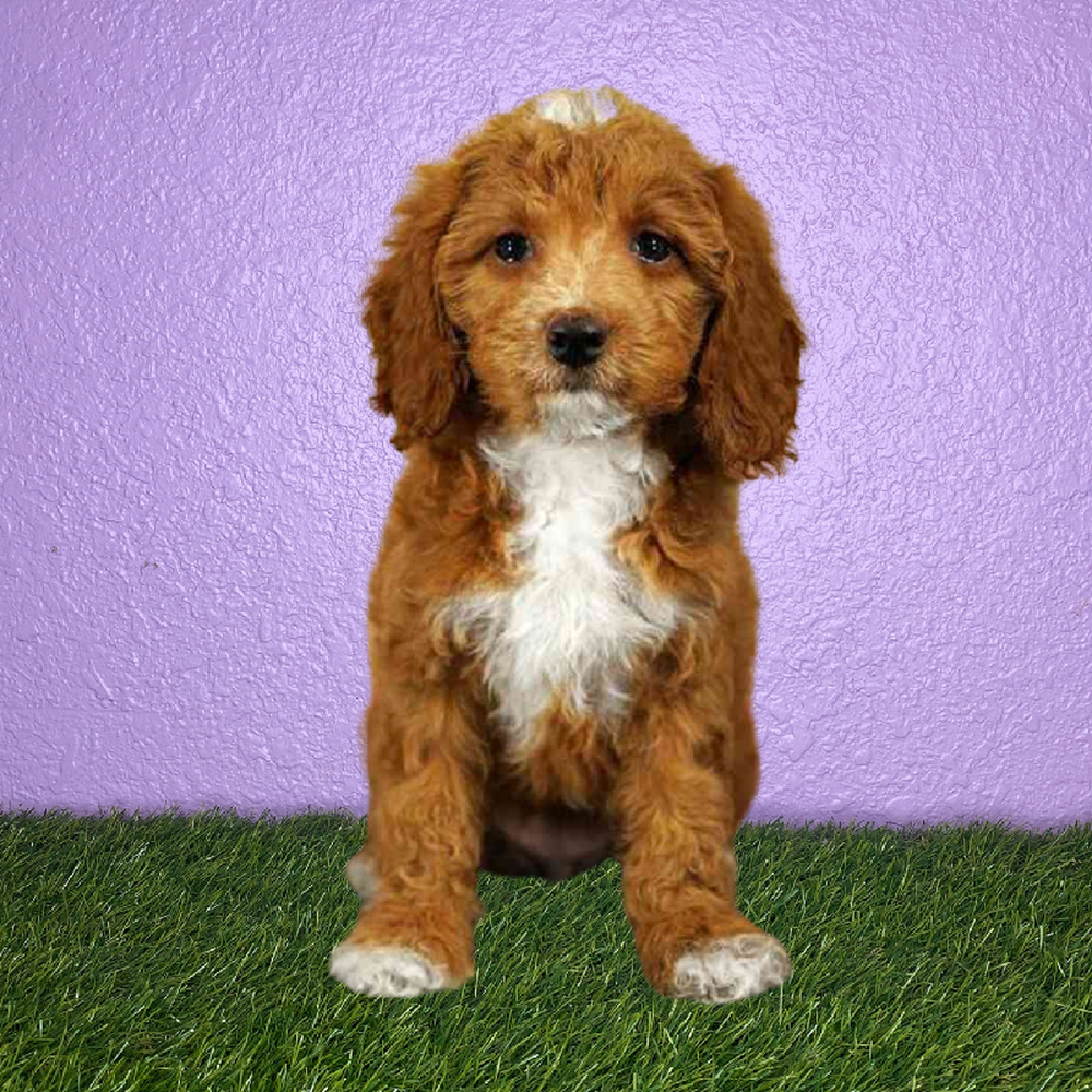 Female Cavapoo Puppy for Sale in New Braunfels, TX