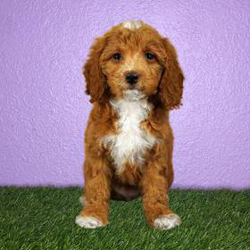 Cavapoo