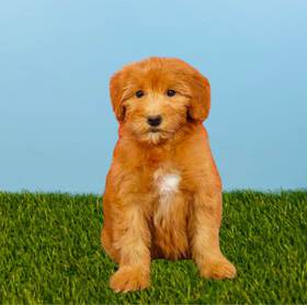 Whoodle