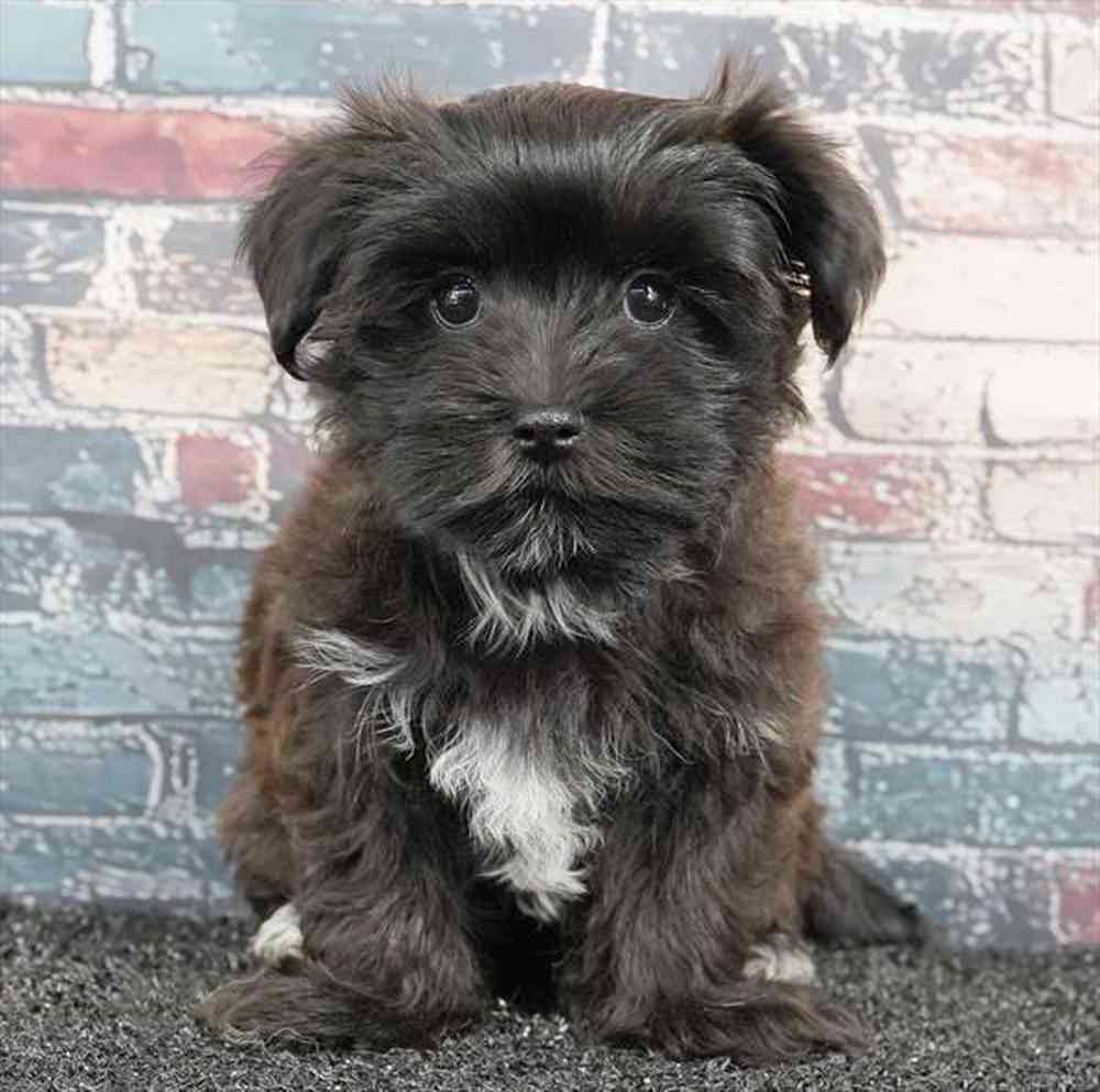 Image of a pet breed in the gallery