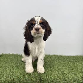 Cocker Spaniel