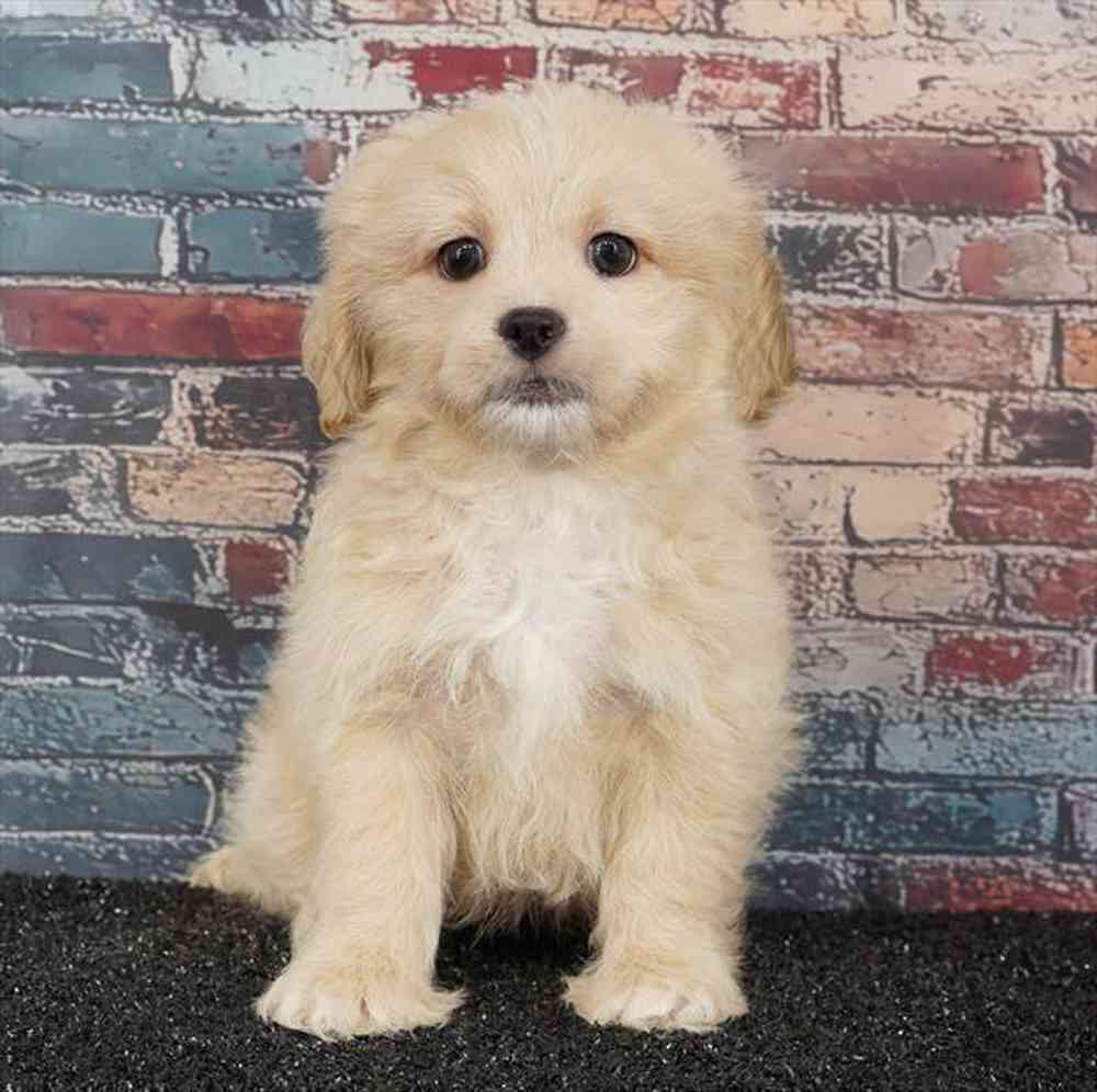 Image of a pet breed in the gallery