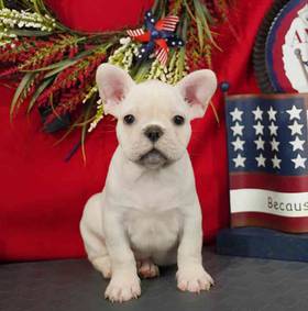 French Bulldog