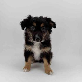 Mini Australian Shepherd