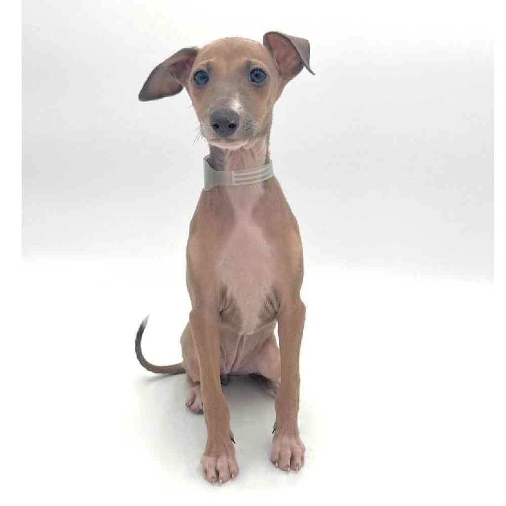 Image of a pet breed in the gallery
