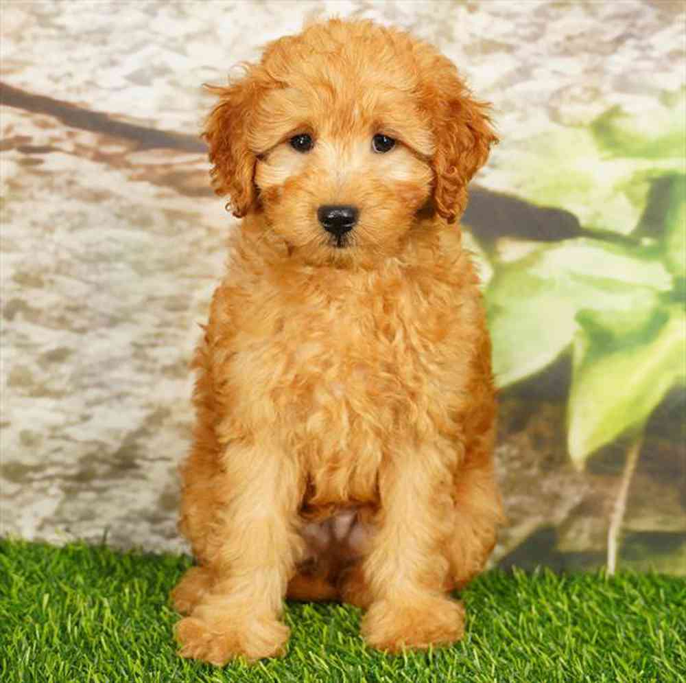 Image of a pet breed in the gallery