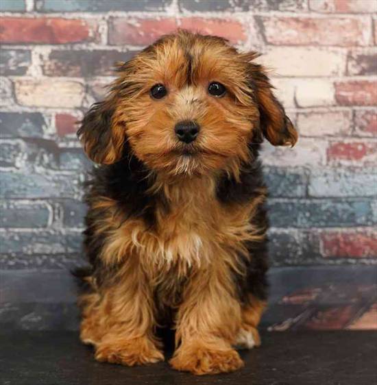 Yorkie-Poo